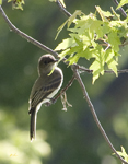 Eastern Phoebe
